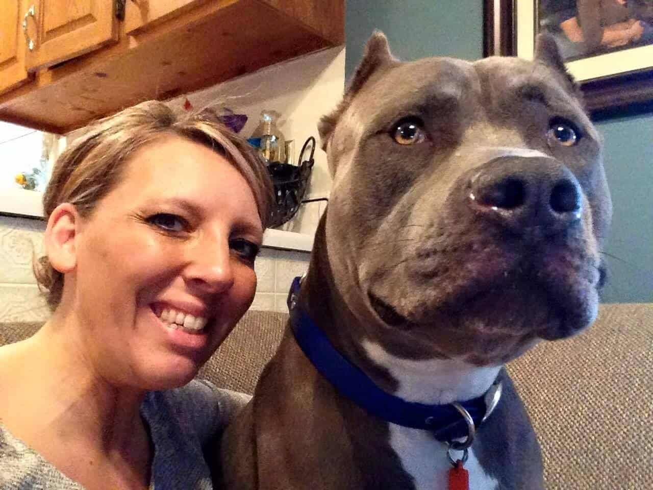 giant pitbull with owner
