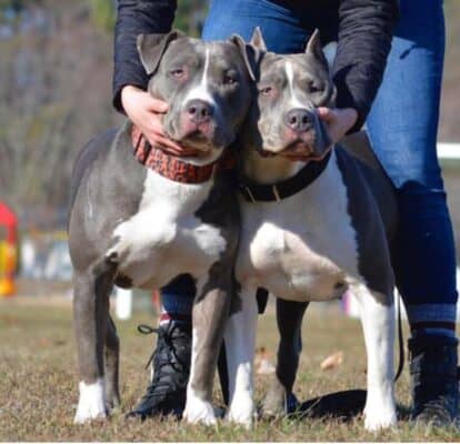 XL/XXL American Bullies