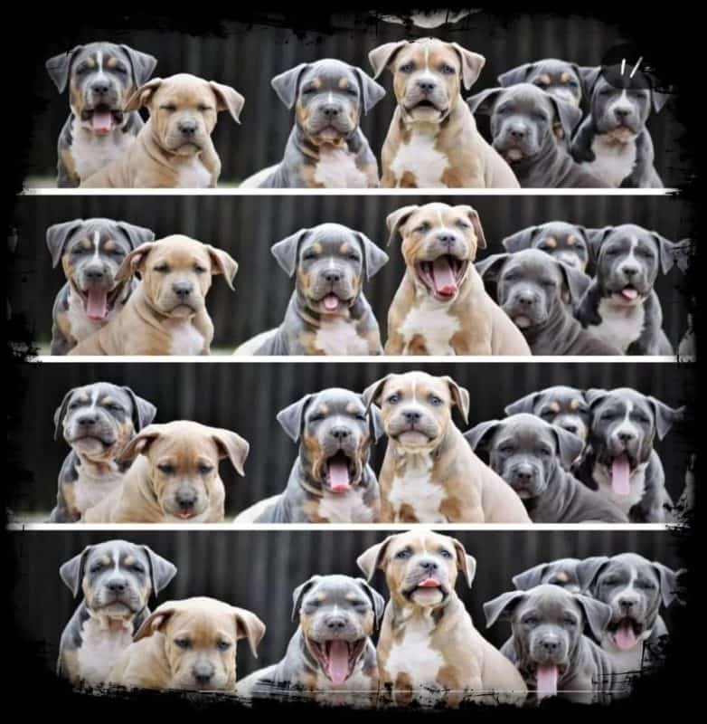 background image of pitbull puppies
